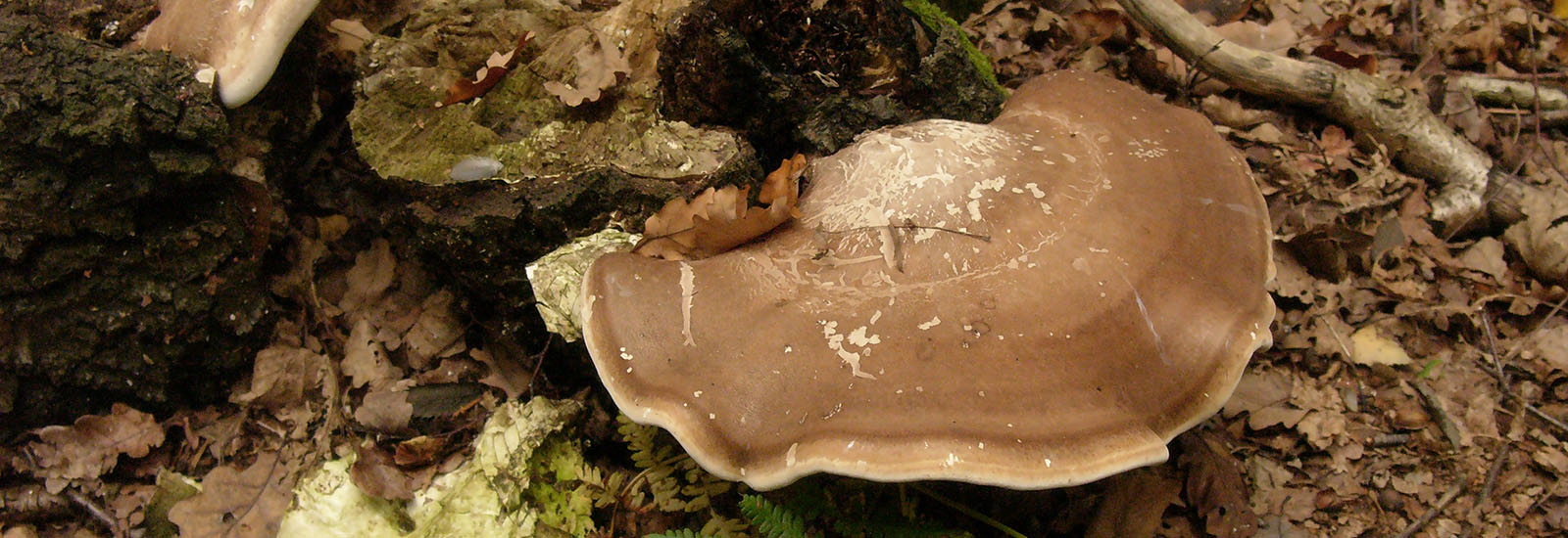 wild mushroom